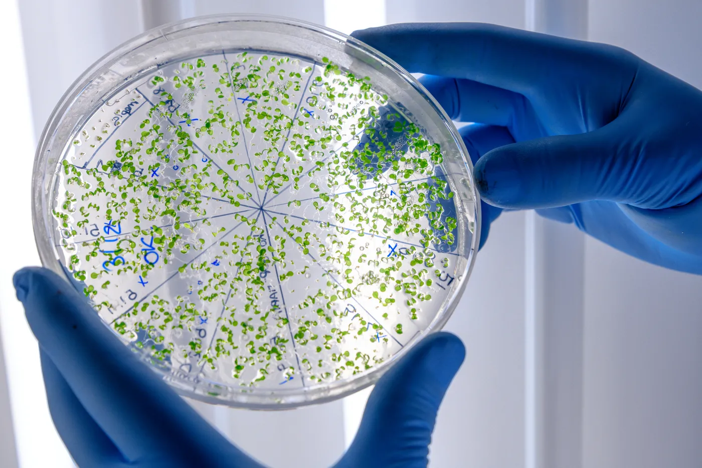 Microbiological Analysis