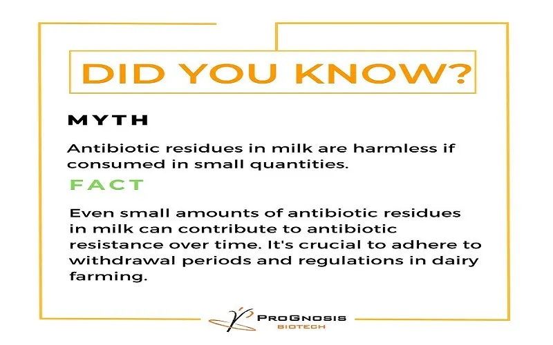 Text shwoing Myth vs Fact for Antibiotic residue in milk