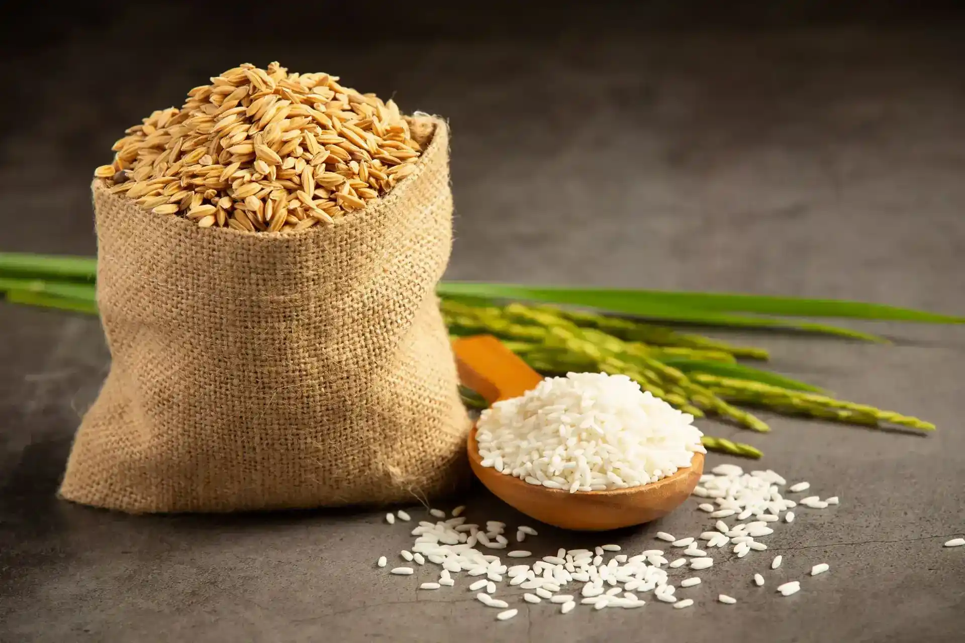 mycotoxin