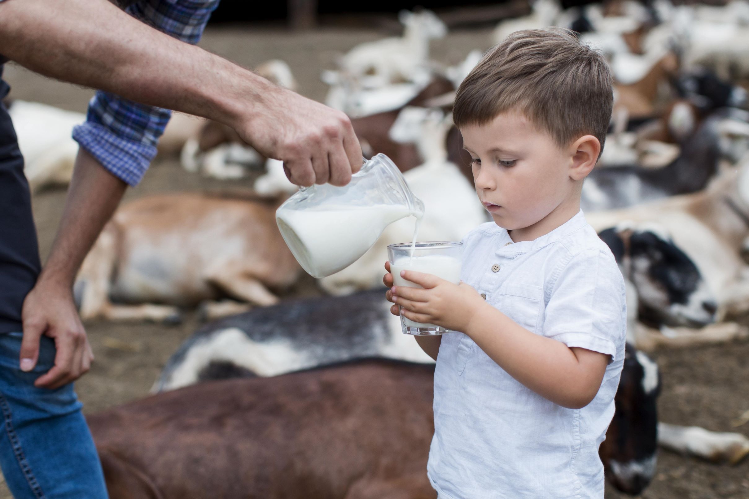 Little boy looking at the milk poured in a glass in his hands from a milk jar