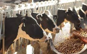 Cattle Feed testing